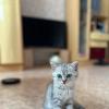 Домашние животные :: Андрей Л. В.