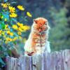 рыжик :: Сергей Кочнев