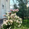 август :: Венера Чуйкова