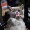 Котенок :: Игорь Гор