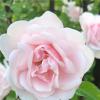 ROSE :: Анна Камс