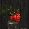 Рябиновые искры... :: Татьяна Гнездилова