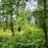 по грибы :: Владимир 