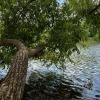 Ветла над водой :: Любовь