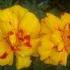 Даое :: Елена Семигина
