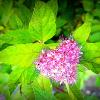 Цвет. :: Владимир Драгунский