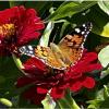 У меня НА Даче... Бабочка🦋 :: "The Natural World" Александер