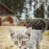 Котёнок :: Alex Bush
