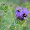 Ужин :: Надежда Куркина 