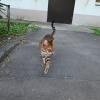 Котэ с леопардовым рисунком) :: Митяй Митрич