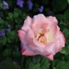 this is a rose :: Дмитрий И_