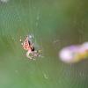 Araneus :: Яков Хруцкий