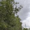 В городском саду :: Андрей Хлопонин