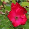 Rosa 'Robusta' :: Светлана 