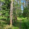 дорога в лесу :: Владимир 
