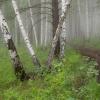 Утро в берёзовом лесу :: Сергей Герасимов