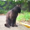 КоТоГраФия :: Константин Сафронов