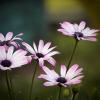 Цветы :: Oleg S