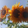 Подсолнух 🌻🌻🌻 :: Вячеслав Коломойцев