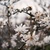 Магнолия звёздчатая (Magnolia stellata). :: Анатолий Щербак