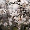 Магнолия звёздчатая (Magnolia stellata). :: Анатолий Щербак