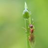 Myrmica rubra (она же рыжая мирмика или "рубиновый муравей"). :: Федор Кованский 