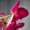 Фаленопсис (Phalaenopsis) :: Андрей Шейко