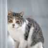 Нилова пустынь. Коты и кошки. :: Владимир Колесников