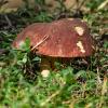 Pine white mushroom | 9 :: Sergey Sonvar