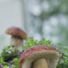 Белый гриб еловый (лат. Boletus edulis f. edulis) ... :: Федор Кованский