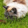 Кошки мышки... :: Виктор Дедо