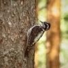 Three‑toed woodpecker | 3 :: Sergey Sonvar