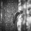 Three‑toed woodpecker | 9 :: Sergey Sonvar