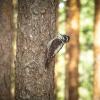 Three‑toed woodpecker | 11 :: Sergey Sonvar