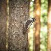 Three‑toed woodpecker | 13 :: Sergey Sonvar