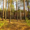 Осень в лесу :: Наталья ***