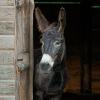 Застенчивый Equus asinus :: Андрюс К