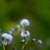 Природа :: Yuriy V