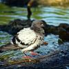 Водные процедуры :: Олег Кабанец