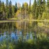 Водоем в лесу :: Сергей Ц