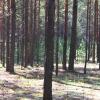 опушка леса :: Savayr 
