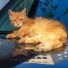 Котойка собрался ехать на дачу. :: Анатолий. Chesnavik.