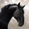 Кладрубская или Старокладрубская лошадь :: Наталия Львова