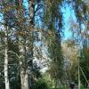 Кировск. Сентябрь :: Наталья Герасимова