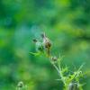 Природа :: Yuriy V