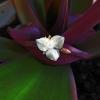 Традесканция покрывальчатая (лат. Tradescantia spathacea) :: Борис Горшевский