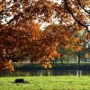 Tree with orange leaves by the river :: Дмитрий Каминский