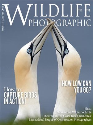 Wildlife Photographic (May-June 2015)