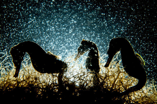 Underwater Photographer of the Year.