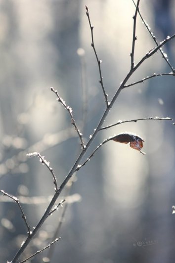 Изольда. Вечерняя прогулка в Подмосковном лесу